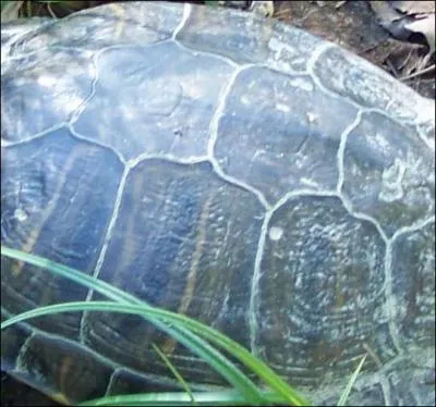 Quelle est cette tortue?