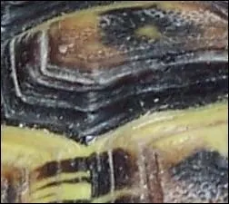 Quelle est cette tortue?