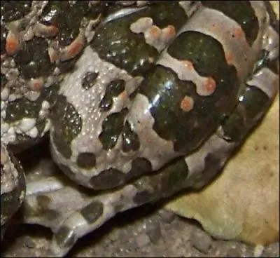 Quel est ce crapaud?