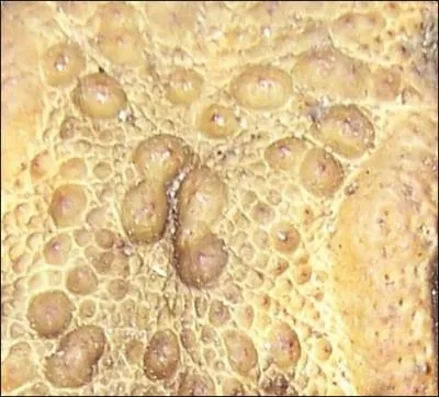 Quel est ce crapaud?