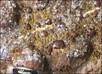 Quel est ce crapaud?