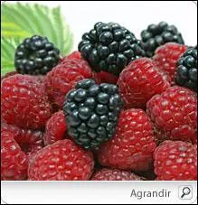 Quels sont ces fruits ?