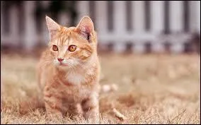 Qui est son grand-pre (paternel) ?