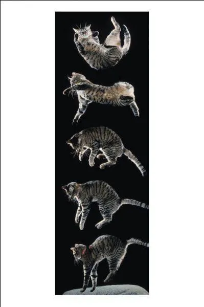 L'expression  Tout le monde veut devenir cat, parce qu'un chat, quand il est cat, retombe sur ses pattes.   est extraite : (1 rponse)