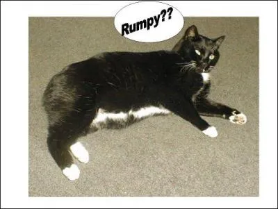 Que ce soit  il n'y a pas la queue d'un chat , expression trs rpandue dans la correspondance de Voltaire ou  il n'y a pas un chat , de toute faon : (2 rponses)