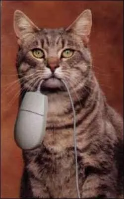 En Italie,  qui est n chat pourchasse les souris . (1 rponse)