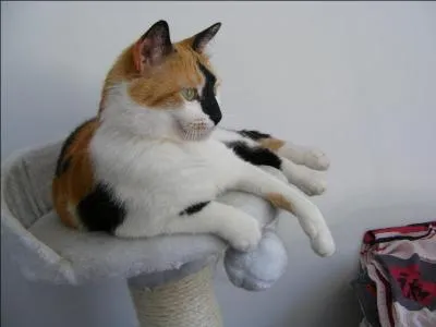 Deux versions de ce jeu de poursuite existent dans les cours de rcration. Les enfants peuvent : (2 rponses)