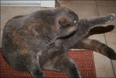 Qui se lve trop tard doit faire une toilette de chat, c'est--dire : (1 rponse)