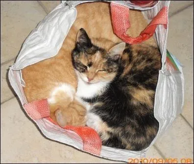 Acheter sans avoir vu la marchandise, c'est aussi : (2 rponses)