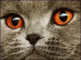 Tout le monde aimerait avoir des yeux de chat ou : (1 rponse)