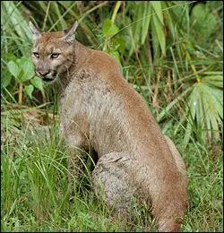 Quel est cet animal ?