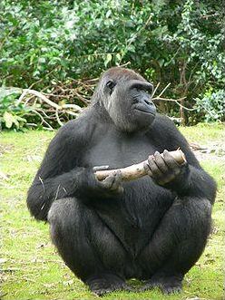 Quiz Animaux