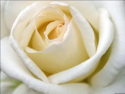 Comment dit-on  blanc  en anglais ?