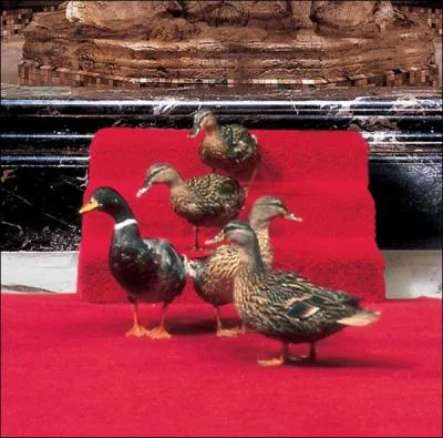 Pourquoi ces canards sont-ils des stars ?