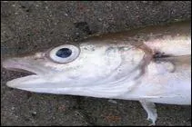 Argot : si vous parlez  un merlan (non, non, vous n'avez pas perdu la boule, enfin, pas encore ! ),  qui vous adressez-vous ?