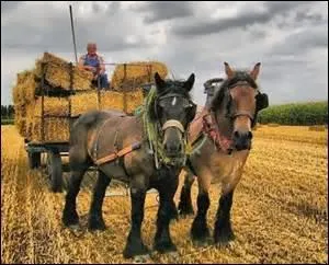 Les chevaux lourds sont galement appels :