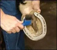 On nettoie les sabots d'un cheval avec :