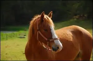 Un mle castr est un :