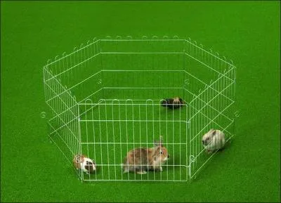 Peut-on laisser un lapin dans un enclos au dehors, sans surveillance ?