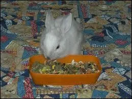 Comment le lapin nain s'use-t-il les dents ?