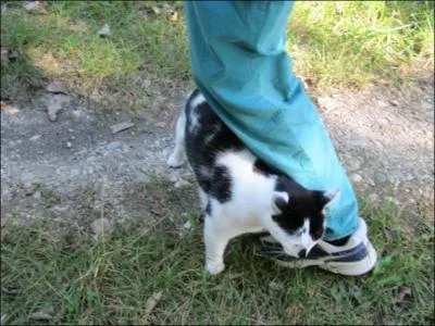 Par indlicatesse ou malhonntet, on  jette le chat aux jambes de quelqu'un.   Que fait-on ?