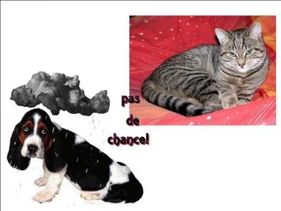 Il est prfrable d'avoir  une vie de chat  plutt  qu'une vie de chien  ou  une chienne de vie  car :