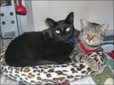  Peu importe que le chat soit gris ou noir pourvu qu'il attrape les souris.   Ce proverbe chinois, devise de Xiaoping, dirigeant de la Rpublique de Chine de 1978  1992, veut dire :