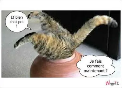  Curiosity kills the cat.   ou  la curiosit tue le chat  veut dire :