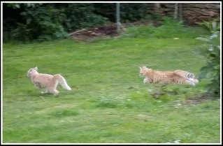  Aller comme un chat maigre  signifie :