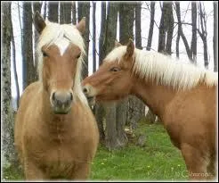 Quelle est la couleur de la robe ?
