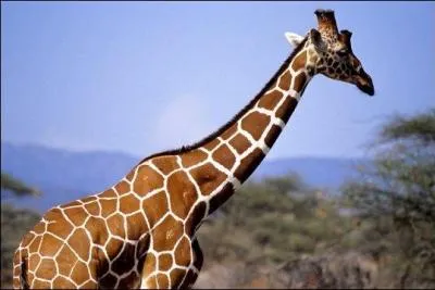 Comment le pote Horace appelait-il la girafe ?