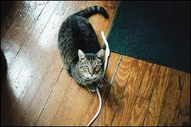 Quelle est celle-l ?