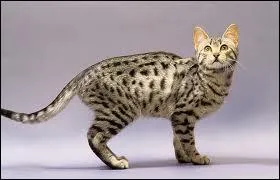 De quelle race s'agit-il ?