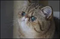 Connaissez-vous cette race ?