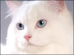 Connaissez-vous celle-l ?