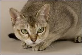 Savez-vous quelle est cette race ?