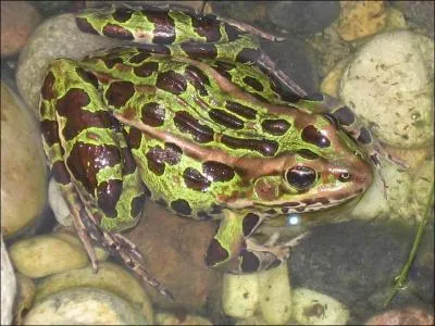  quelle famille appartient la  grenouille lopard  ?