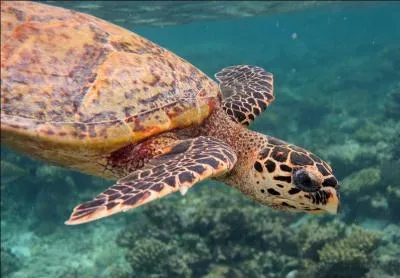 Quelle est la famille de la  tortue imbrique  ?