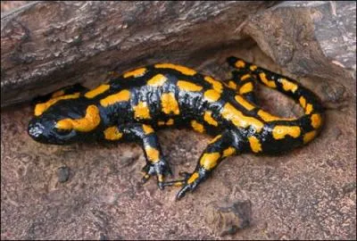 La  salamandre  tait l'emblme de Franois Ier. Quelle est sa famille ?