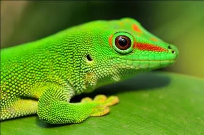  quelle famille appartient le  gecko de Madagascar  ?
