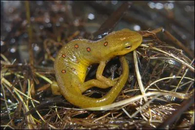 Quelle est la famille du  triton vert  points rouges   ?