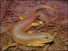 Le  scinque  longue queue  est tonnant par ses couleurs. Quelle est sa famille ?