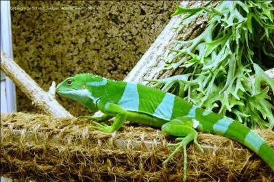 Quelle est la famille de  l'iguane de Fidji  ?