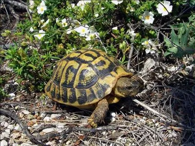 La  tortue d'Hermann  prsente une jolie carapace bicolore. Quelle est sa famille ?
