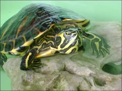 Quelle est la famille de la  tortue de Floride  ?