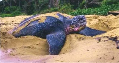 Quelle est la famille de la  tortue-luth  ?