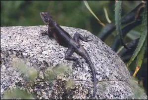  L'agame noir   est de belle allure, avec une lgance renforce par sa teinte. Quelle est sa famille ?