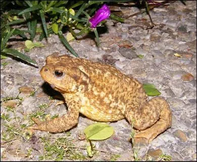  quelle famille appartient le  carpelet  ?