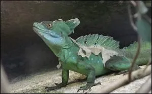 Quelle est la famille du  basilic vert  ?