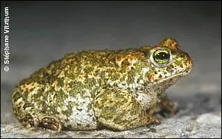  quelle famille appartient le  crapaud calamite  ?